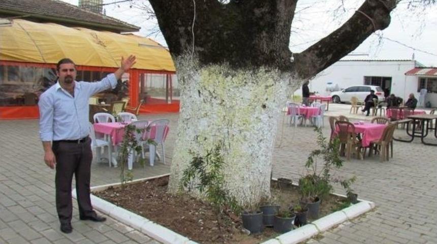 Arıkbaşı, Asırlık &Ccedil;ınarlarının Yol İ&ccedil;in Yok Olmasını İstemiyor