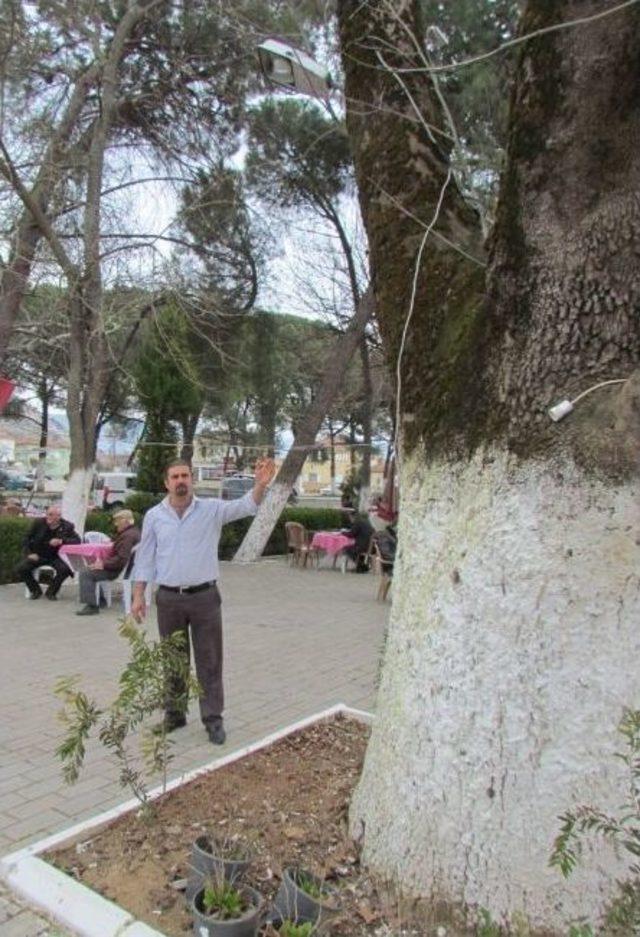 Arıkbaşı, Asırlık Çınarlarının Yol İçin Yok Olmasını İstemiyor