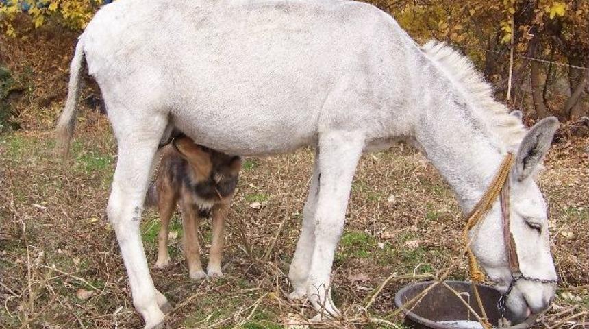 Hayvanların Dostluğu Objektiflere Yansıdı