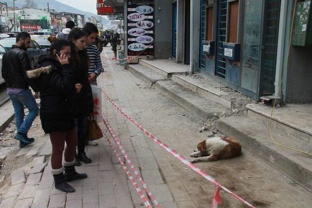 Yaralı Köpek İçin Vatandaşlar Seferber Oldu