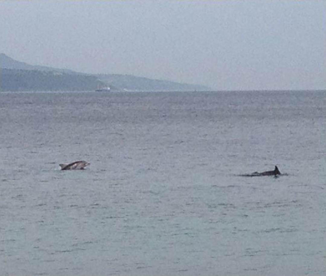 &Ccedil;anakkale Boğazı'nda Yunusların Dansı B&uuml;y&uuml;ledi