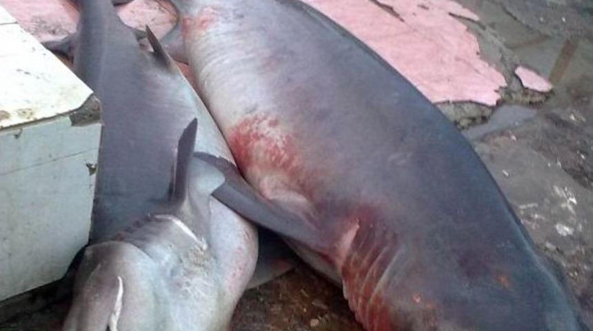 Hoşk&ouml;y&rsquo;de İki K&ouml;pek Balığı Yakalandı