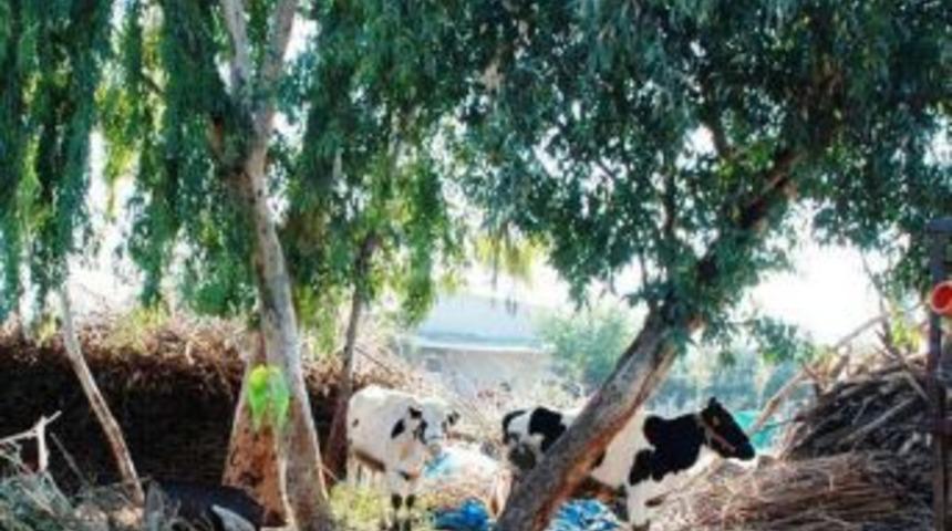 Vatandaşlar Ineklerin Şehirdışına &Ccedil;ıkarılmasını Istiyor