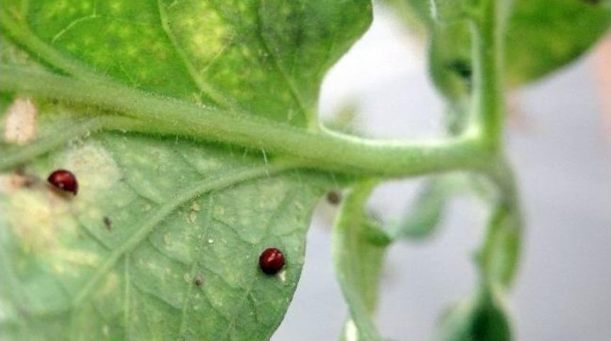Beyaz Sineğe Karşı Avcı B&ouml;cek