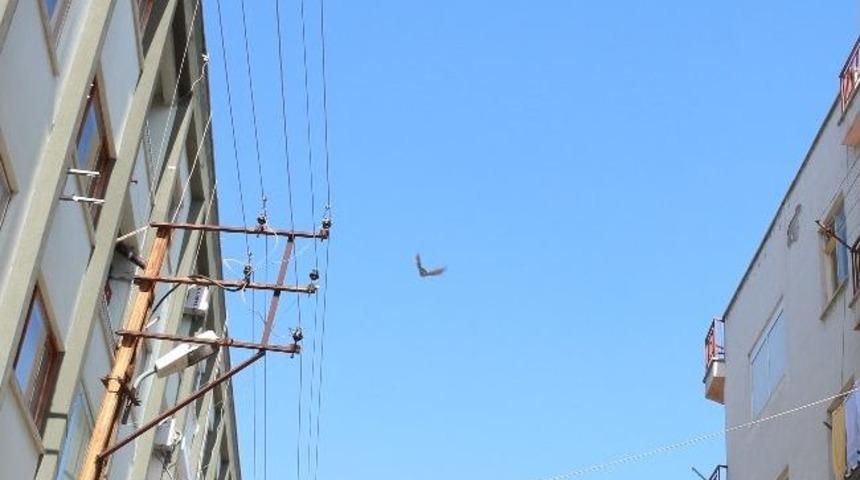 Yaralı Atmacanın İmdadına Muhtar Yetişti