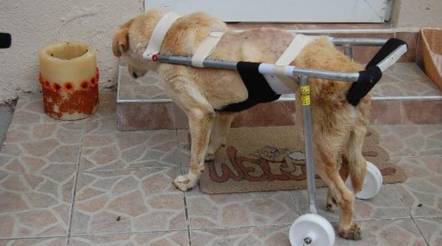 "hoyrat" Ve "m&uuml;d&uuml;re" Artık Y&uuml;r&uuml;yebilecek