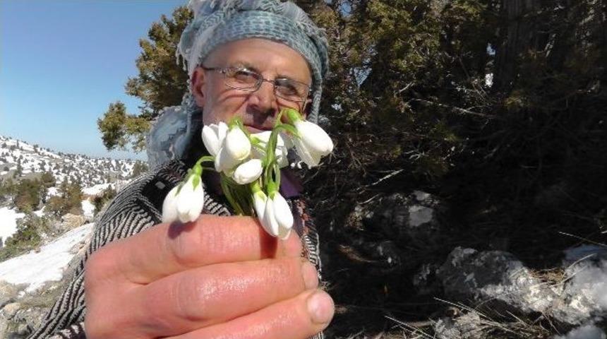 Baharın Müjdecisi Kardelenler Karları Delip Gün Yüzüne Çıktı