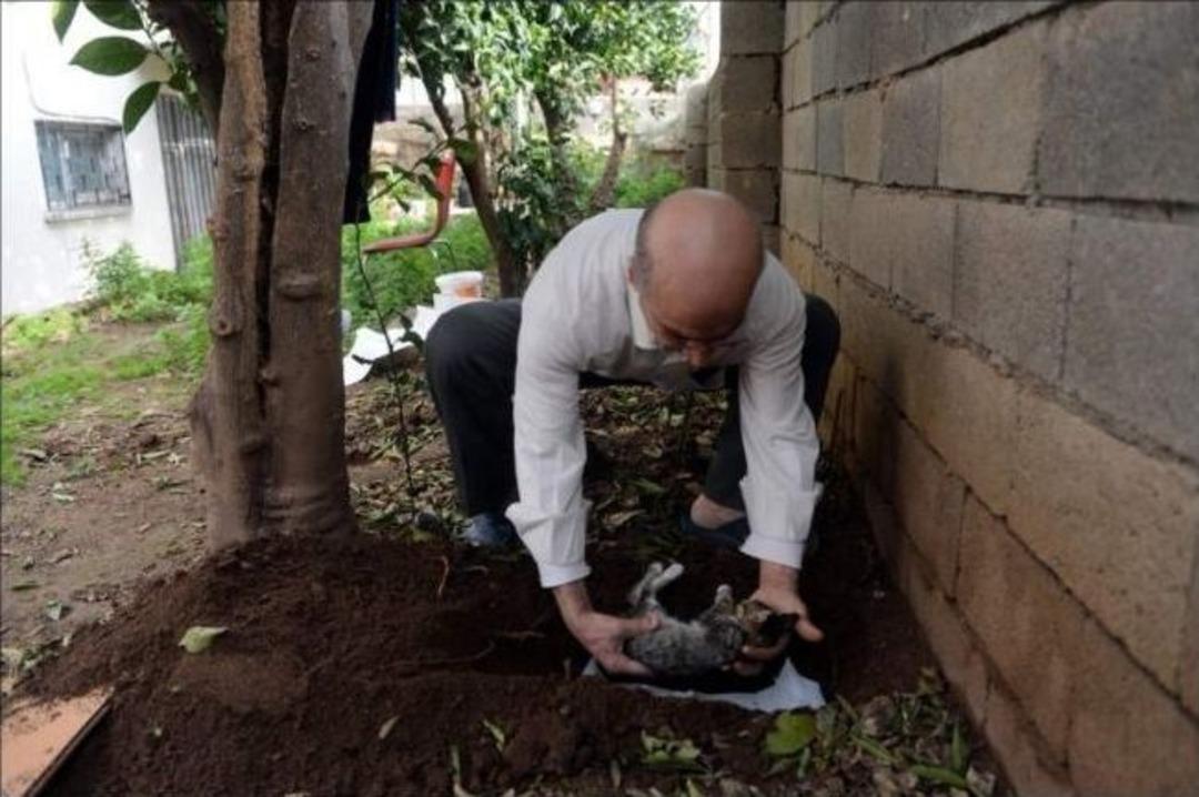 Kedilerin Katilini Bulun Talebi