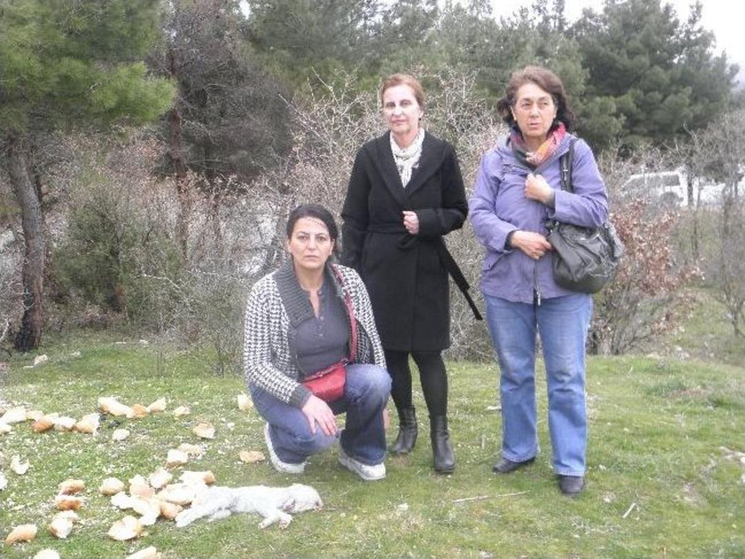 (&ouml;zel Haber) A&ccedil; Bırakılan K&ouml;pekler Yaşamak İ&ccedil;in Birbirlerini Yedi