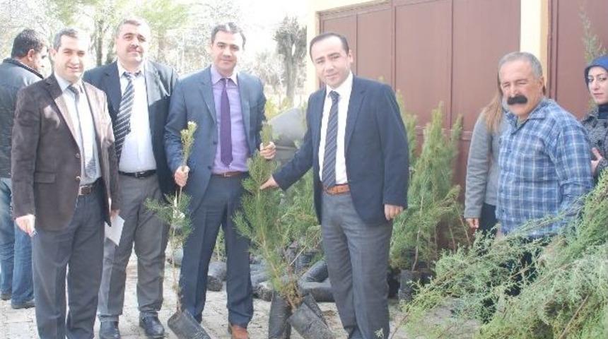 Hani Kaymakamlığı Vatandaşlara 12 Bin Adet &Ccedil;am Fidanı Dağıttı