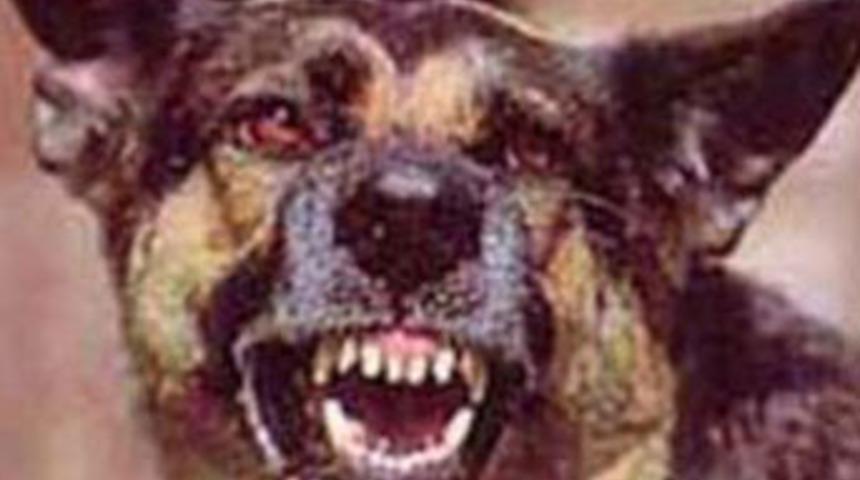 A&ccedil; k&ouml;pekler birbirini yedi