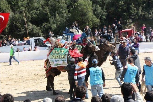 Develer Kız Yurdu İçin Güreşti