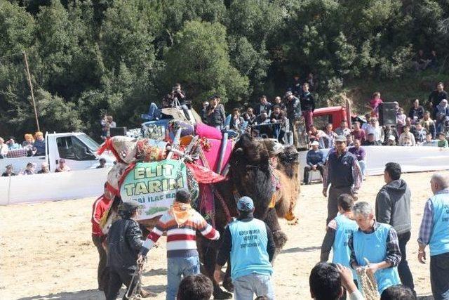 Develer Kız Yurdu İçin Güreşti