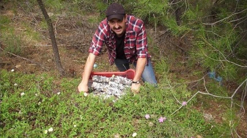 Dalaman&rsquo;da &Ccedil;am Ağa&ccedil;larında Basra Aşılaması Başladı