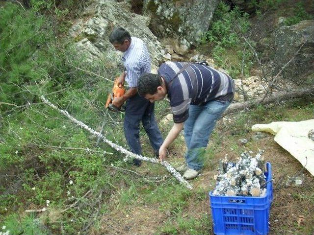 Dalaman’da Çam Ağaçlarında Basra Aşılaması Başladı