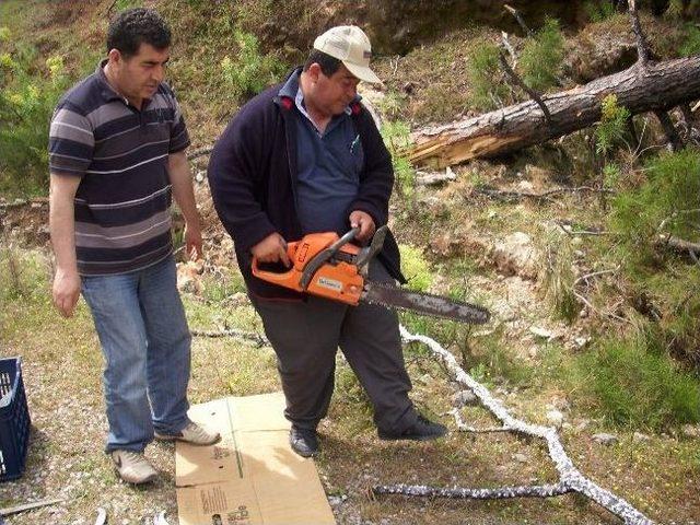 Dalaman’da Çam Ağaçlarında Basra Aşılaması Başladı