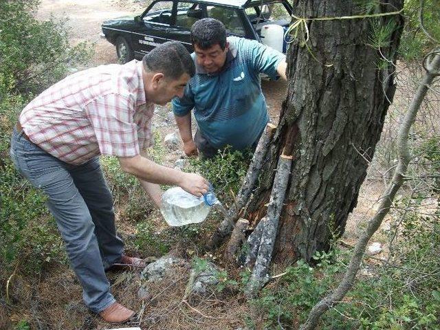 Dalaman’da Çam Ağaçlarında Basra Aşılaması Başladı