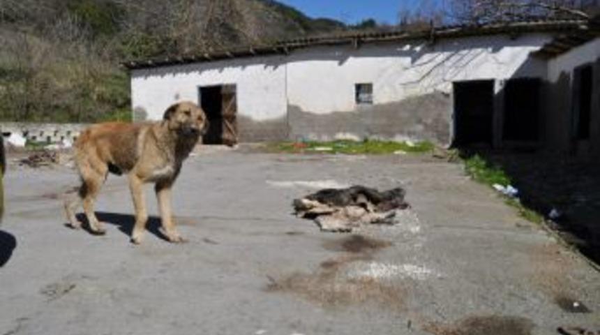 Eski mezbahane &ccedil;evre sağlığını tehdit ediyor