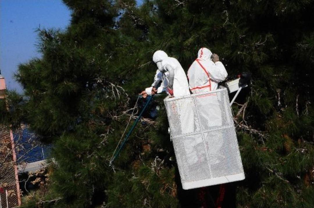 Tırtıl Seferberliği