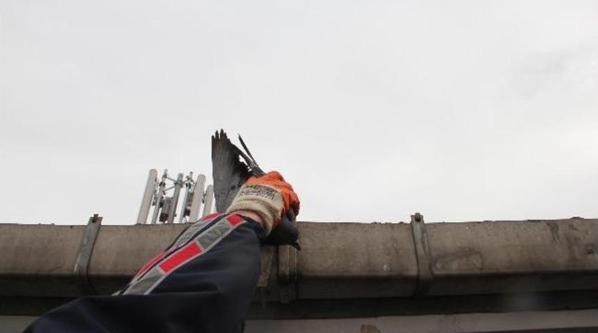 &Ccedil;atıda Sıkışan G&uuml;vercini İtfaiye Kurtardı