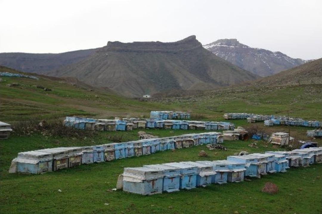 Şemdinli Balkayalar Balı Her Derde Deva