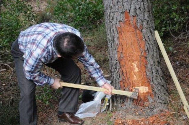 Doğal Reçine Ülke Ekonomisine Kazandırılıyor