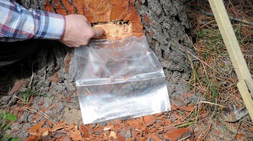 T&uuml;rkiye&rsquo;de Ilk Kez Sahil &Ccedil;amından Re&ccedil;ine &Uuml;retilecek