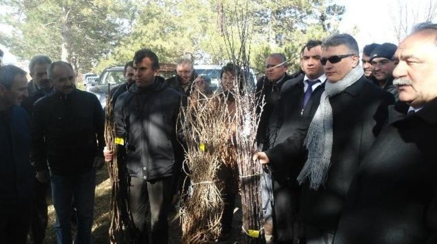 Afşin&rsquo;de Fidan Dağıtımı