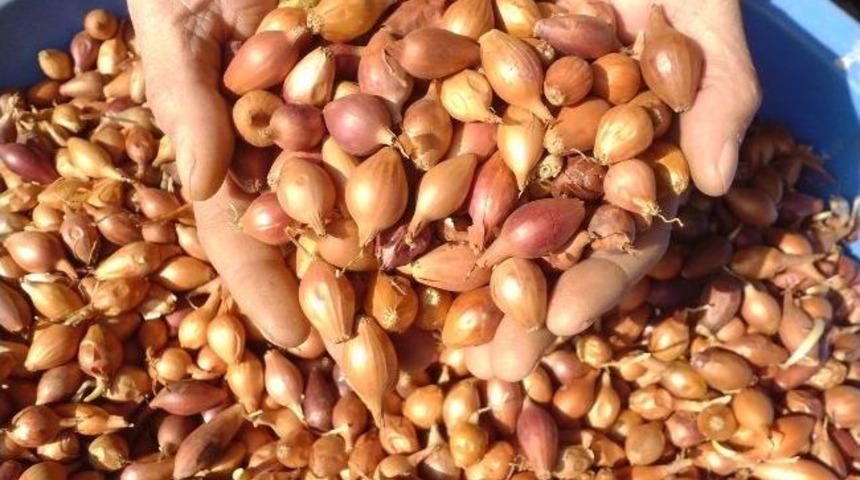 Trakya&rsquo;da Arpacık Soğanı Ekimine Başlandı