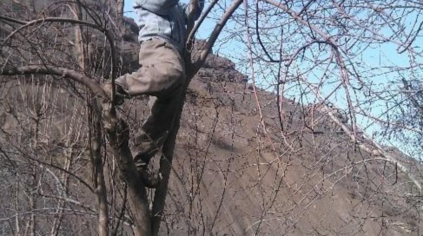 Hakkari&rsquo;de Ağa&ccedil;lar Budanmaya Başlandı