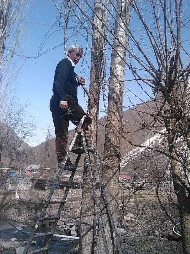 Hakkari&rsquo;de Ağa&ccedil;lar Budanmaya Başlandı 1
