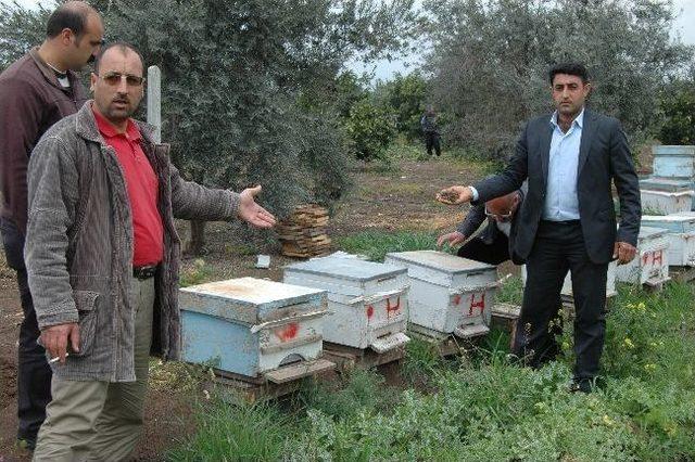 Tarsus’ta 20 Bin Kovan Arı Telef Oldu