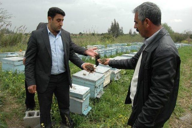 Tarsus’ta 20 Bin Kovan Arı Telef Oldu