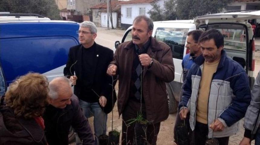 K&ouml;yl&uuml;lere Ihlamur Fidanı Dağıtıldı