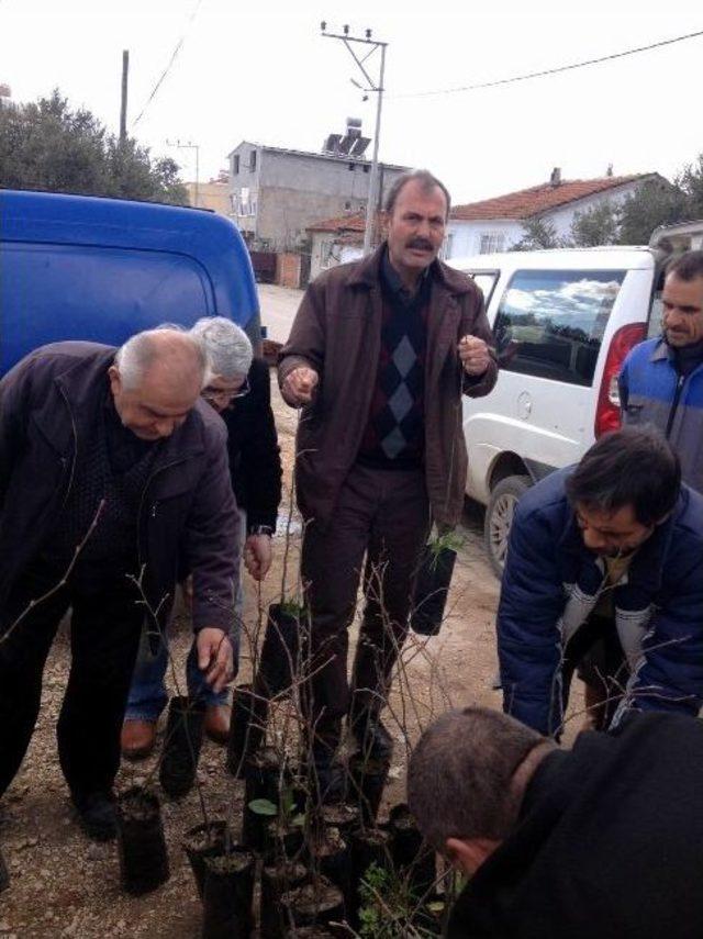 Köylülere Ihlamur Fidanı Dağıtıldı