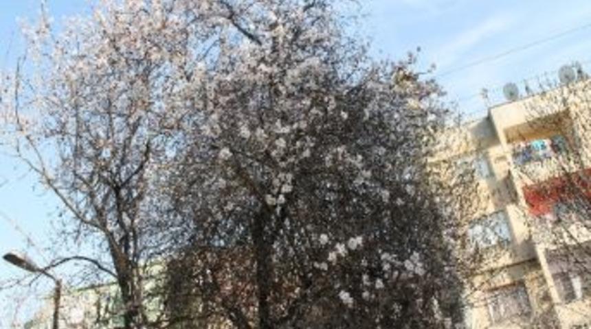 Badem Ve Erik Ağa&ccedil;ları Mevsiminden &Ouml;nce &Ccedil;i&ccedil;ek A&ccedil;tı