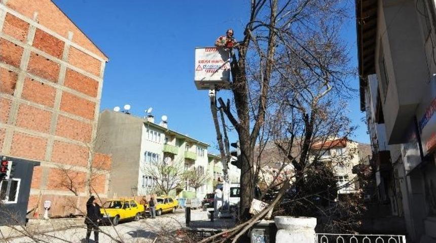 Boz&uuml;y&uuml;k&rsquo;te Ağa&ccedil; Budama &Ccedil;alışmaları