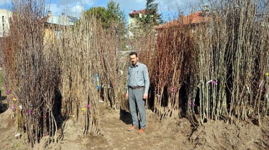 Suşehri’nde Fidan Satışlarına Yoğun İlgi