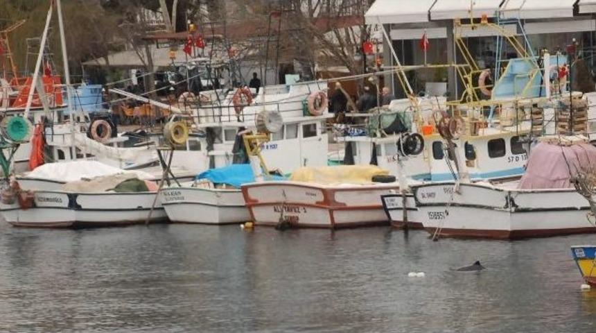 Sinop Limanı'na Yunus Balığı Akını