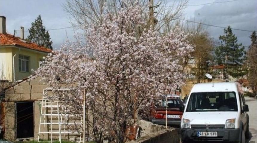 Gediz'de Erken Gelen Bahar Mevsimi &Ccedil;ift&ccedil;iyi Tedirgin Ediyor