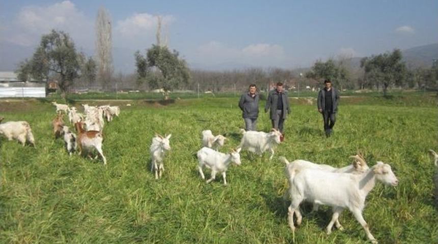 Saanen Ke&ccedil;ileri Vatandaş İ&ccedil;in Gelir Kapısı