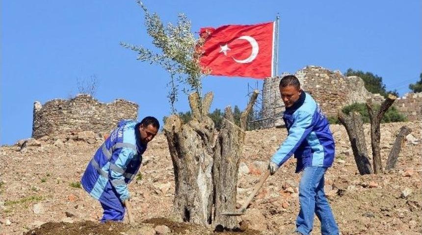 B&uuml;y&uuml;kşehir Kale&rsquo;ye &ldquo;zeytin Ormanı&rdquo; Kuruyor