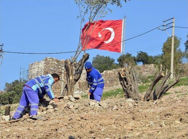 Büyükşehir Kale’ye “zeytin Ormanı” Kuruyor