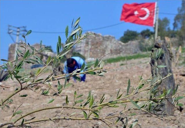 Büyükşehir Kale’ye “zeytin Ormanı” Kuruyor