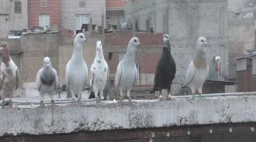 Urfa&rsquo;da kuşların ilgin&ccedil; yarışı