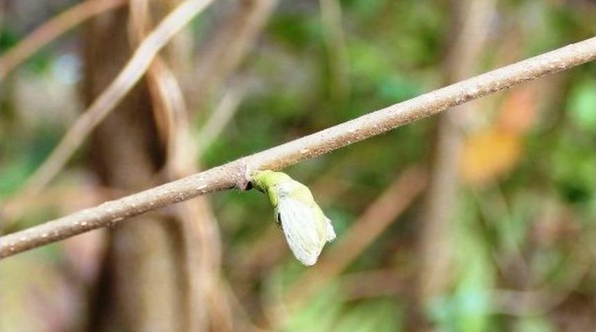 Fındık&rsquo;da G&uuml;breleme Zamanı