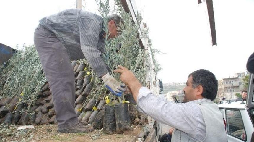 Silifke&rsquo;de 20 Bin Zeytin Fidanı Dağıtıldı
