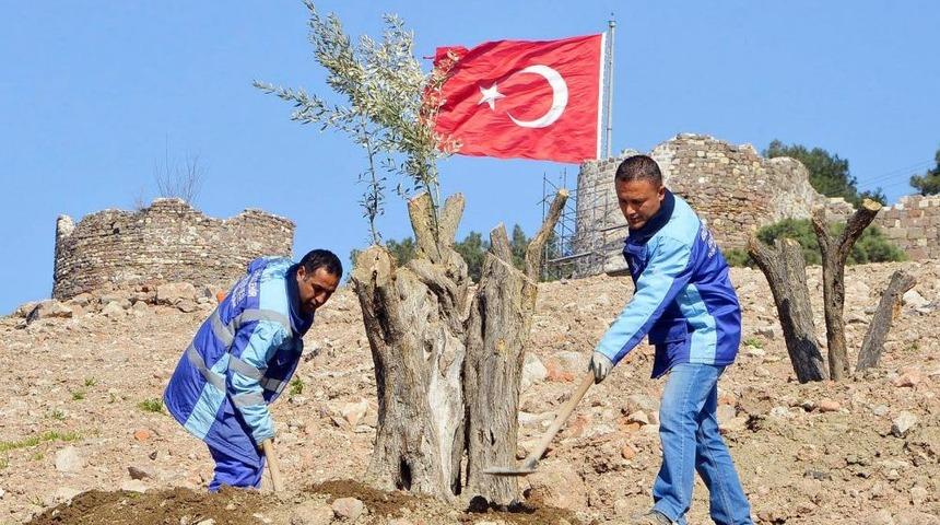 Yaşları 100 Ile 150 Arasındaki Zeytin Ağa&ccedil;ları Kadifekale&rsquo;de Yeşerecek