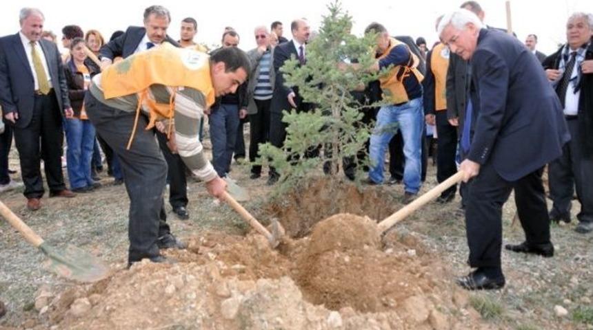 Km&uuml;&rsquo;de Ağa&ccedil;landırma &Ccedil;alışmaları