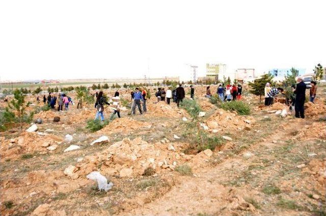 Kmü’de Ağaçlandırma Çalışmaları